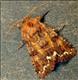 2163 (73.271) Broom Moth